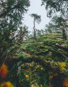 Fotografija Mysterious autumn forest, tree on a, Milamai