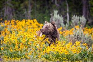 Umjetnička fotografija Grizzly Bear in Spring Wildflowers, Troy Harrison, (40 x 26.7 cm)