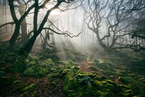 Fotografija Light hinging through trees/., James Mills