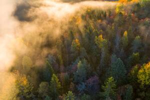 Fotografija Sunrise and morning mist in the forest, Baac3nes, (40 x 26.7 cm)
