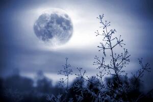 Fotografija Winter night mystical scenery. Full moon, Elena Kurkutova, (40 x 26.7 cm)