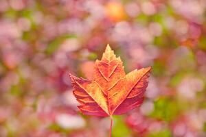 Fotografija Fall leaves, Grant Faint, (40 x 26.7 cm)