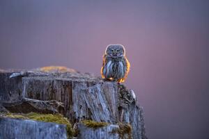 Fotografija Eurasian pygmy owl in beautiful sunset, Krzysztof Baranowski