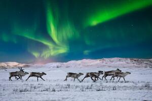 Fotografija Wild reindeer on the tundra on, Anton Petrus, (40 x 26.7 cm)