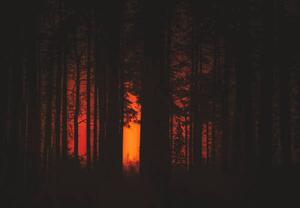 Fotografija Forest Fire, Milamai, (40 x 26.7 cm)