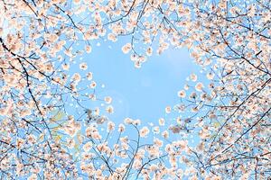 Umjetnička fotografija Cherry blossom, YuriF, (40 x 26.7 cm)