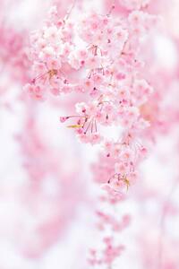 Fotografija Close-up of pink cherry blossom, Yuki Hanayama / 500px