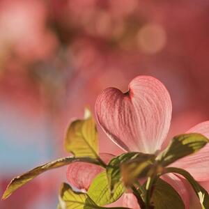 Fotografija Heart bloom, Pamela Long, (40 x 40 cm)