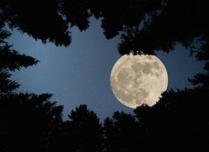 Fotografija Full super moon over forest, Jasmin Merdan, (40 x 30 cm)