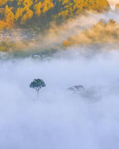 Fotografija lonely tree in the fog with, Khanh Bui