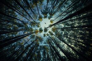 Fotografija Low angle view of trees in forest,Russia, igor kovalev / 500px