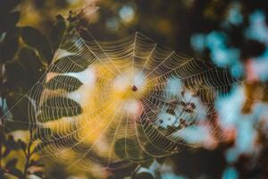 Umjetnička fotografija Low angle view of spider on web, Cavan Images, (40 x 26.7 cm)