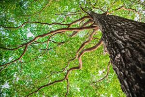 Umjetnička fotografija New green leaf tree in nature forest, somnuk krobkum, (40 x 26.7 cm)