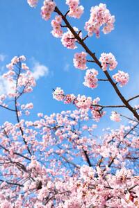 Fotografija Cherry Blossoms, Masahiro Makino, (26.7 x 40 cm)