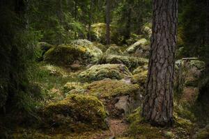 Umjetnička fotografija Forest environment in a primeval forest, Schon, (40 x 26.7 cm)