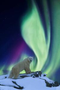 Umjetnička fotografija Aurora borealis and polar bear, Patrick J. Endres, (26.7 x 40 cm)