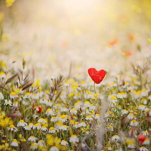 Fotografija Heart shaped poppy, Julia Davila-Lampe