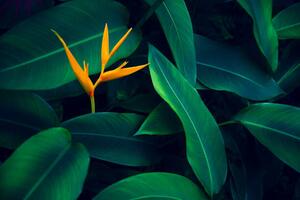 Umjetnička fotografija tropical leaves colorful flower on dark, sarayut Thaneerat, (40 x 26.7 cm)