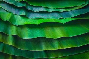 Umjetnička fotografija Banana leaves are green nature., wilatlak villette, (40 x 26.7 cm)