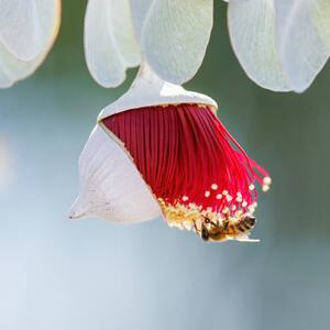 Fotografija Red and Yellow Eucalyptus Gum Blossom, Robbie Goodall