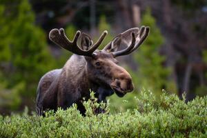 Fotografija A moose moose in the forest,Fort, Hawk Buckman / 500px, (40 x 26.7 cm)
