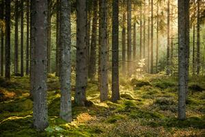 Umjetnička fotografija Evening sun shining in spruce forest, Schon, (40 x 26.7 cm)