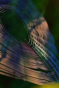 Umjetnička fotografija Close-up of spider on web,France, Minh Hoang Cong / 500px, (26.7 x 40 cm)