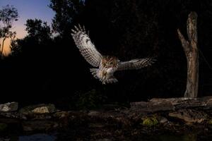 Umjetnička fotografija Tawny owl flying in the forest at night, Spain, AlfredoPiedrafita, (40 x 26.7 cm)