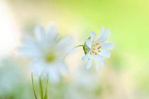 Umjetnička fotografija Close-up image of the spring flowering, Jacky Parker Photography, (40 x 26.7 cm)