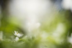 Fotografija white willows in spring in clear, Schon