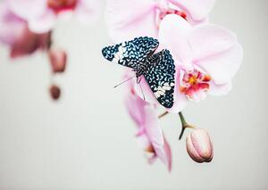 Umjetnička fotografija Butterfly On Orchid, borchee, (40 x 30 cm)