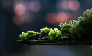 Umjetnička fotografija close-up of moss on a branch, Alin Boehmer, (40 x 24.6 cm)