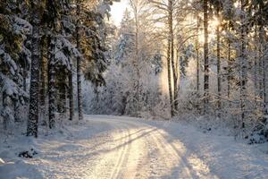 Fotografija Narrow snowy forest road on a sunny winter day, Schon