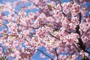 Fotografija Sweet sakura flower in springtime, somnuk krobkum