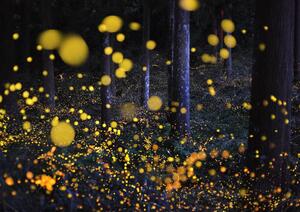 Fotografija The Galaxy in woods, Nori Yuasa, (40 x 30 cm)