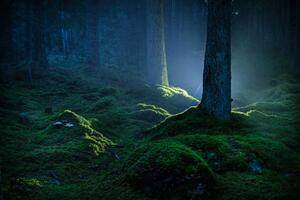 Fotografija Spruce forest with moss at night, Schon