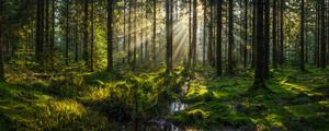 Umjetnička fotografija Sunlight streaming through forest canopy illuminated, fotoVoyager, (50 x 20 cm)