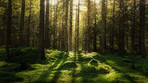 Umjetnička fotografija Magical fairytale forest., Björn Forenius, (40 x 22.5 cm)