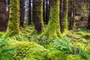 Fotografija Moss and ferns at old forest, Santiago Urquijo