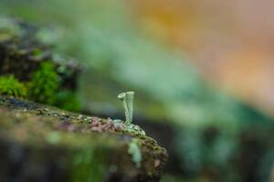 Umjetnička fotografija moss forest litter macro, fantastic plants., jinjo0222988, (40 x 26.7 cm)