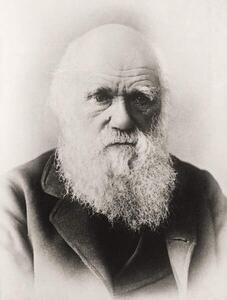 Umjetnička fotografija Charles Darwin, English School,, (30 x 40 cm)