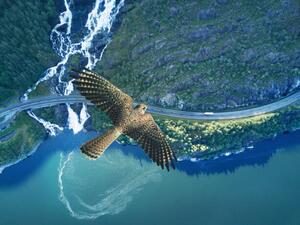 Fotografija Kestrel flying above ocean, rocky land,, Stanislaw Pytel