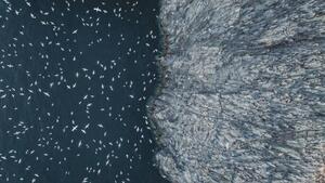 Umjetnička fotografija Gannets flying off the edge of, Abstract Aerial Art, (40 x 22.5 cm)