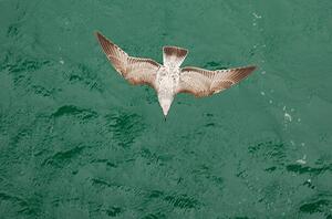 Umjetnička fotografija Young Gull, Ade_Deployed, (40 x 26.7 cm)