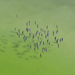 Umjetnička fotografija Lake Eyre Aerial Image, Ignacio Palacios, (40 x 40 cm)