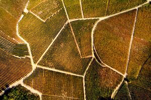 Umjetnička fotografija Barolo Wine Region in Autum, Piedmont, Italy, Andrea Pistolesi, (40 x 26.7 cm)