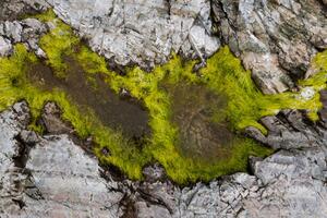 Umjetnička fotografija Abstract view of moss on rocks, Kevin Trimmer, (40 x 26.7 cm)