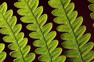 Umjetnička fotografija Bracken Fern Leaf, weisschr, (40 x 26.7 cm)