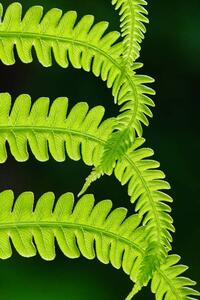 Fotografija Fresh green fern leaves. Macrophotography, Vlad Antonov, (26.7 x 40 cm)