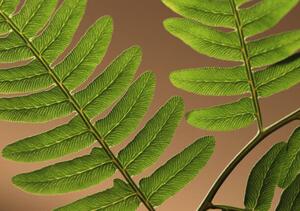 Fotografija Highlighted leaf veins on fern fronds, Zen Rial, (40 x 26.7 cm)